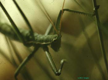 Saga_pedo_f_91_05a