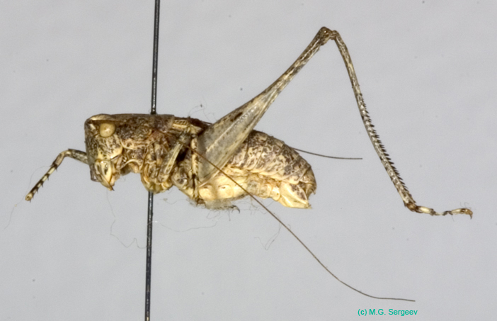 Bienkoxenus_beybienkoi_m_1006