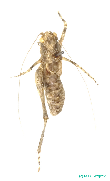 Bienkoxenus_beybienkoi_m_1007
