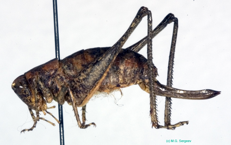 Eulithoxenus_emeljanovi_f_1002