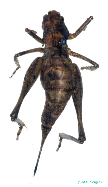 Eulithoxenus_emeljanovi_f_1003
