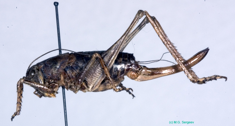 Eulithoxenus_mongolicus_f_0998