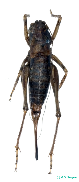 Eulithoxenus_mongolicus_f_0999