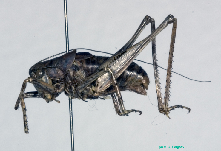Eulithoxenus_mongolicus_m_1000