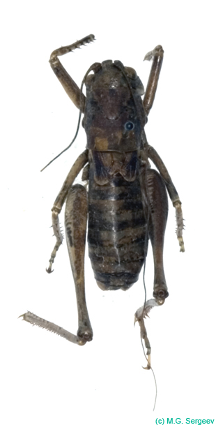 Eulithoxenus_mongolicus_m_1001