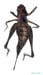 Eulithoxenus_emeljanovi_f_1003