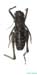Eulithoxenus_mongolicus_m_1001