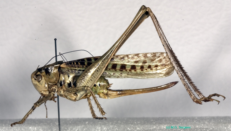Decticus_albifrons_f_1018