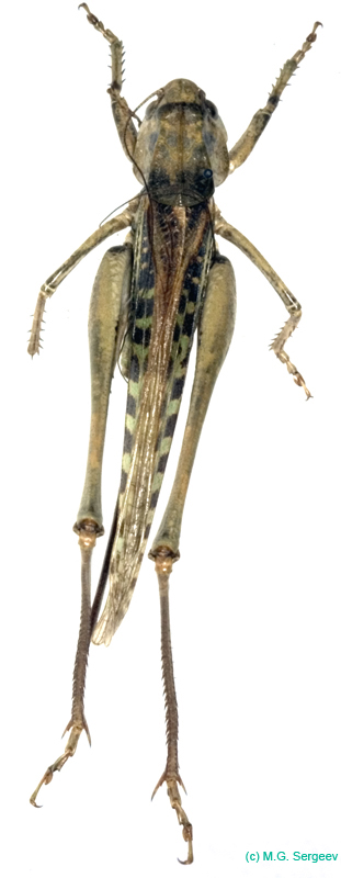 Decticus_albifrons_f_1019