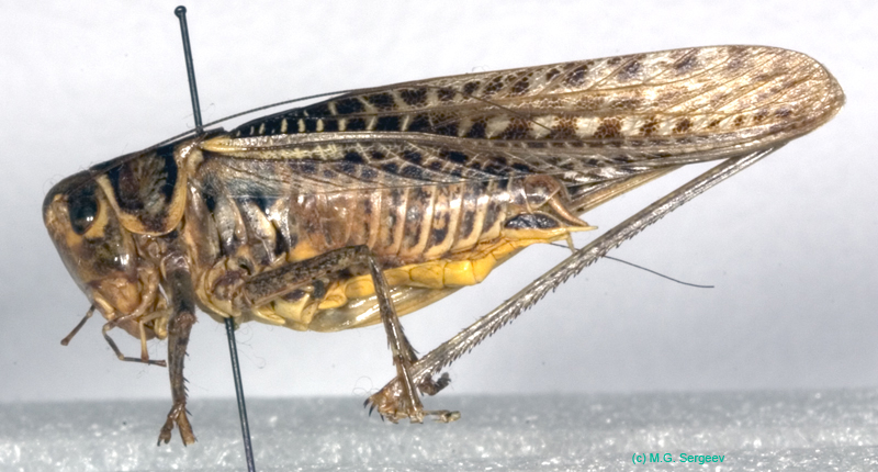 Decticus_albifrons_m_1016