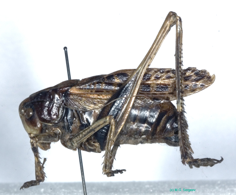 Decticus_nigrescens_m_1014