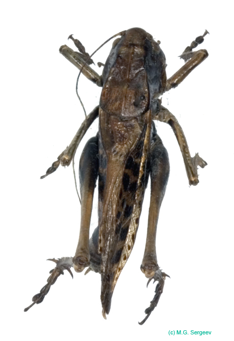 Decticus_nigrescens_m_1015