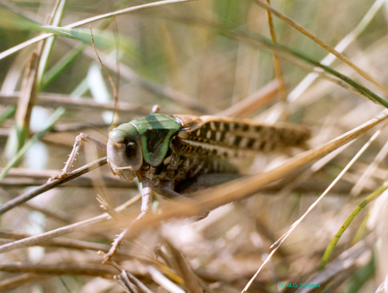 Decticus_verrucivorus_m_003