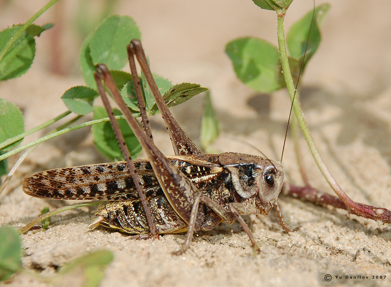 Decticus_verrucivorus_m_2007_Danilov