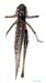 Decticus_albifrons_m_1017