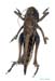 Decticus_nigrescens_m_1015