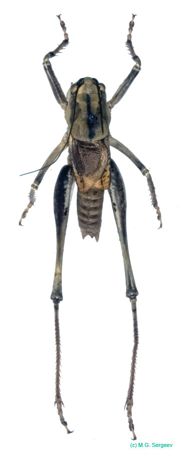 Anadrymadusa_robusta_m_1011