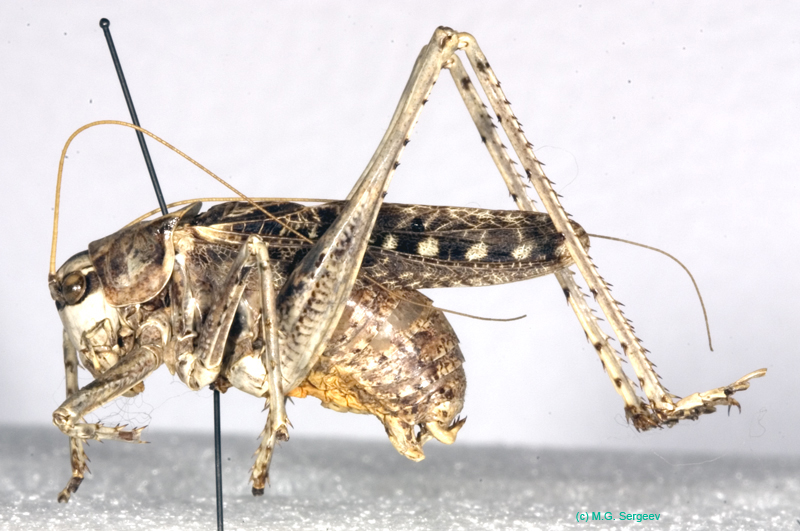 Ceraeocercus_fuscipennis_fuscipennis_m_0988