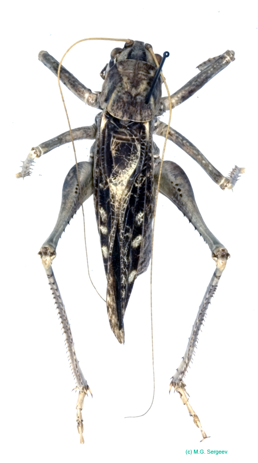 Ceraeocercus_fuscipennis_fuscipennis_m_0989