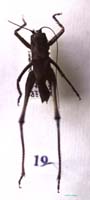 Anadrymadusa_robusta_m_01