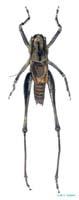 Anadrymadusa_robusta_m_1011