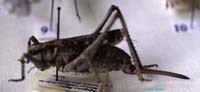 Ceraeocercus_fuscipennis_f_01