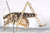 Ceraeocercus_fuscipennis_fuscipennis_m_0988