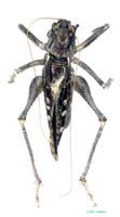 Ceraeocercus_fuscipennis_fuscipennis_m_0989