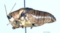 Drymadusella_hissarica_m_0986