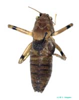 Drymadusella_hissarica_m_0987