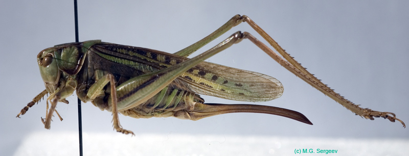 Gampsocleis_glabra_f_0066