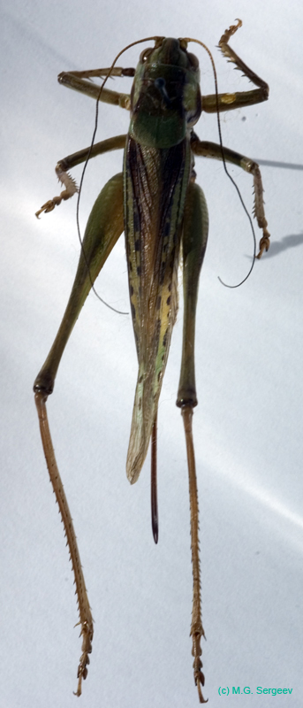 Gampsocleis_glabra_f_0068