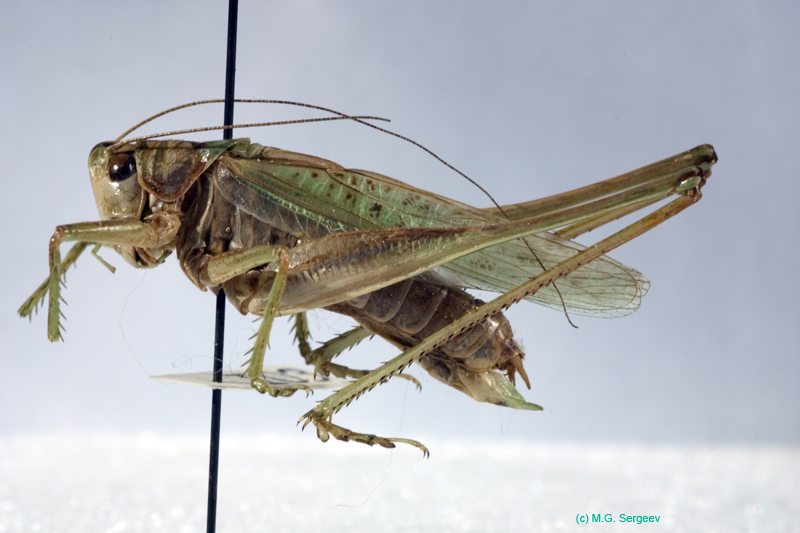 Gampsocleis_glabra_m_0058