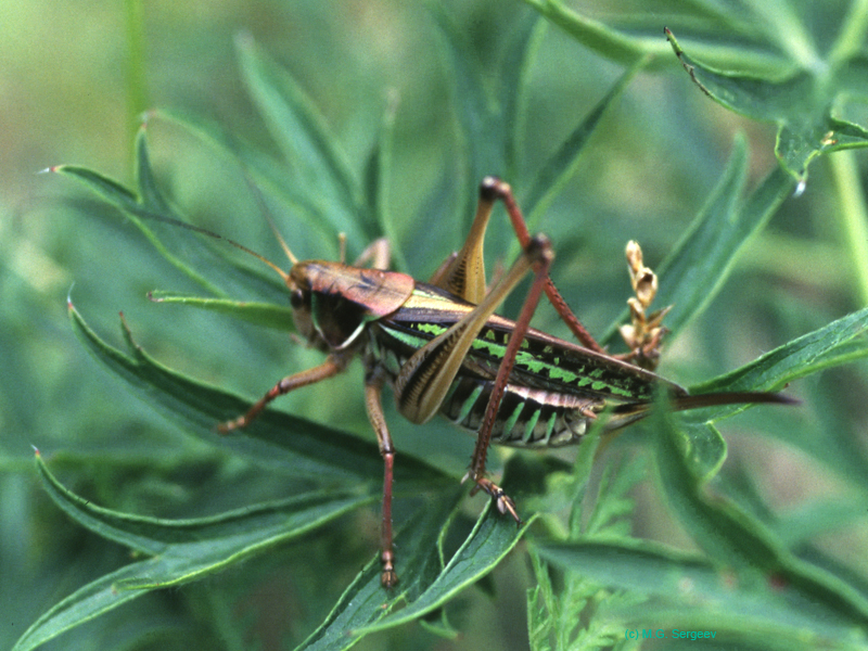 Gampsocleis_sedakovii_f_xx_01