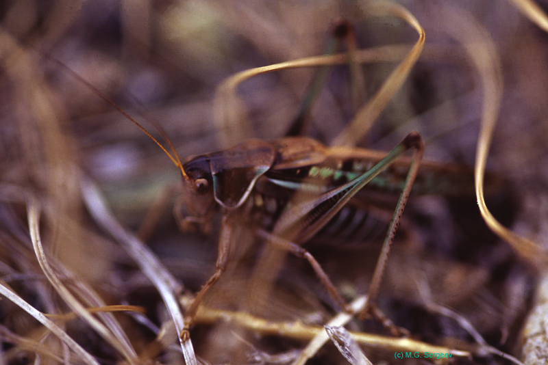 Gampsocleis_sedakovii_m_03_01