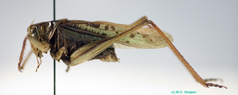 Gampsocleis_sedakovii_sedakovii_m_0071