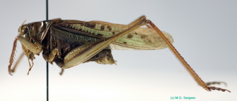 Gampsocleis_sedakovii_sedakovii_m_0072