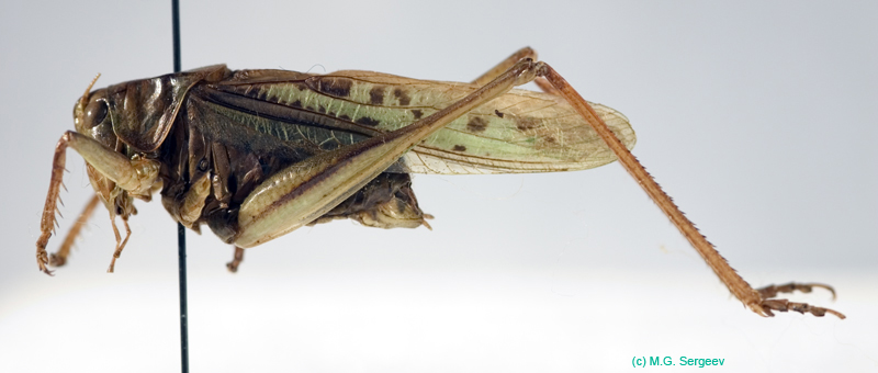 Gampsocleis_sedakovii_sedakovii_m_0073