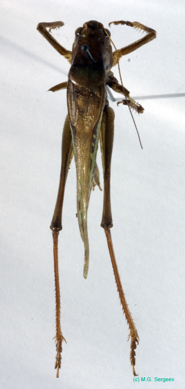 Gampsocleis_sedakovii_sedakovii_m_0074