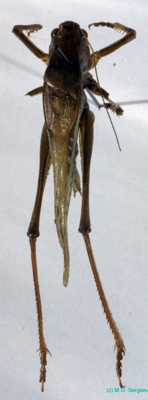 Gampsocleis_sedakovii_sedakovii_m_0075