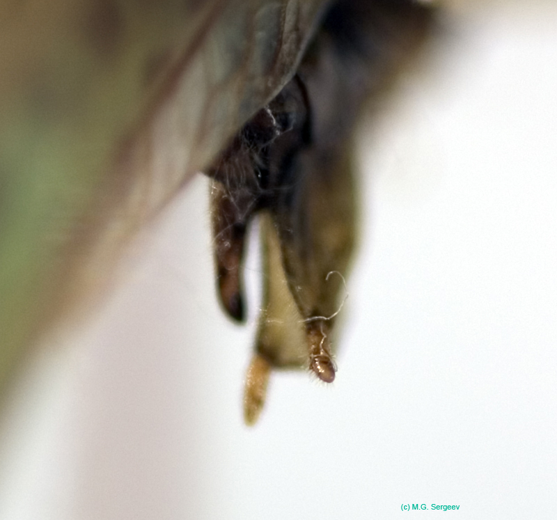 Gampsocleis_sedakovii_sedakovii_m_0076