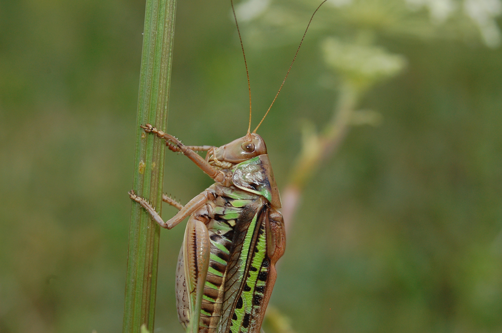 Gampsocleis_sedakovii_sedakovii_m_2008_1_Danilov