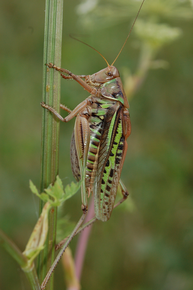 Gampsocleis_sedakovii_sedakovii_m_2008_2_Danilov
