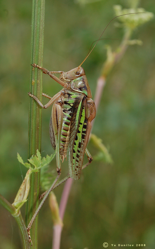 Gampsocleis_sedakovii_sedakovii_m_2008_3_Danilov