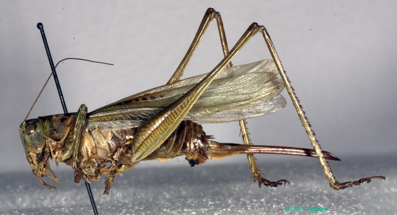 Gampsocleis_ussuriensis_f_0979
