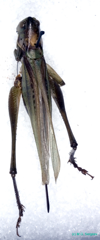 Gampsocleis_ussuriensis_f_0980