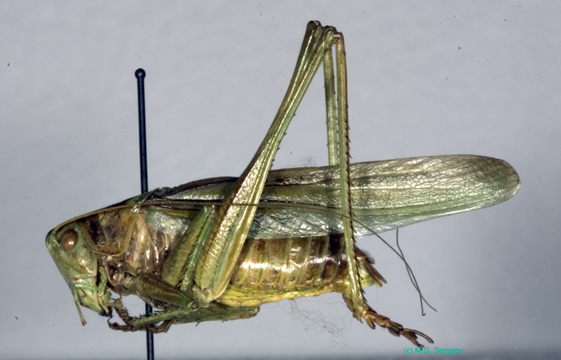Gampsocleis_ussuriensis_m_0977