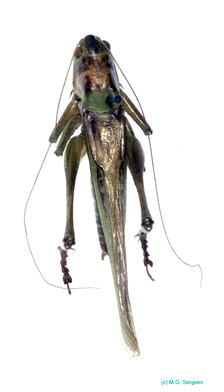 Gampsocleis_ussuriensis_m_0978