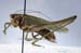 Gampsocleis_glabra_m_0057