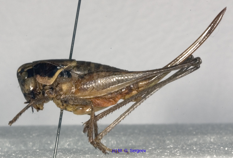 Parapholidoptera_noxia_f_1020
